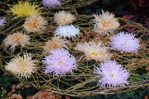 Flori de Toamna la Gradina Botanica 1