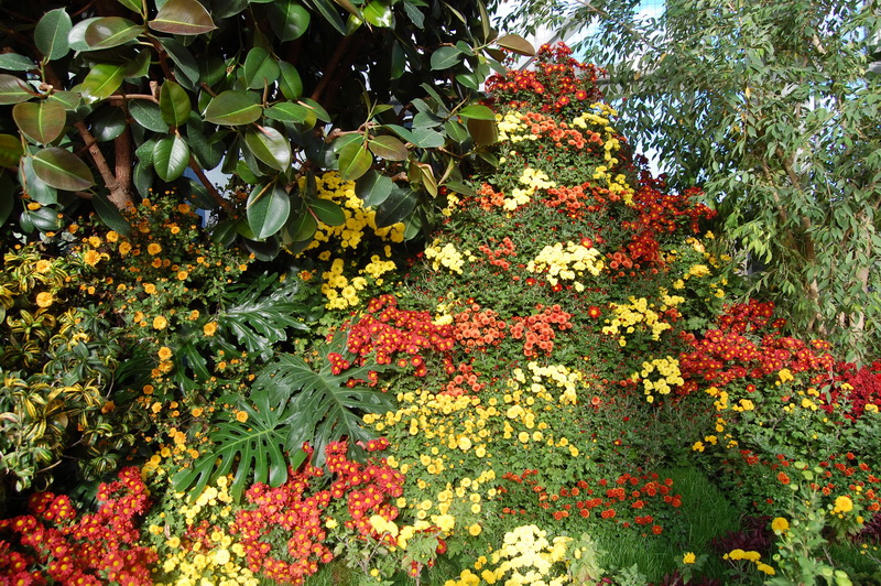 Flori de toamna la Gradina Botanica 04