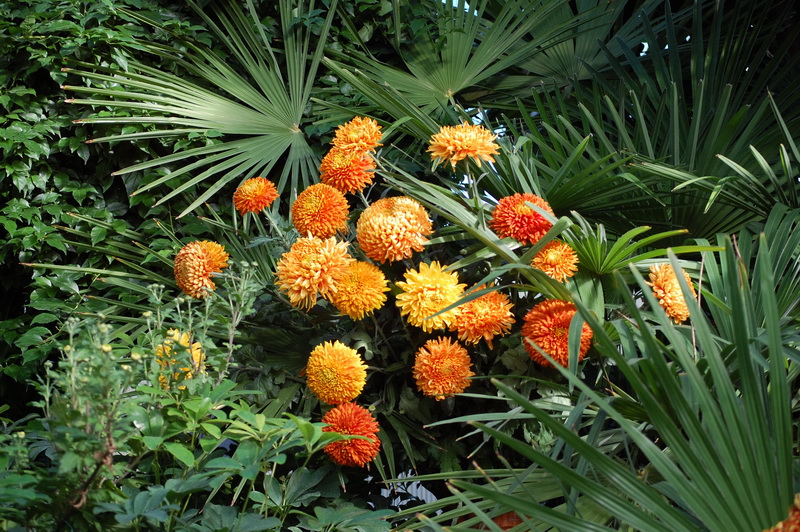 Flori de toamna la Gradina Botanica 09