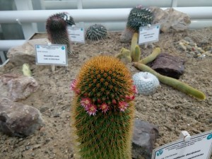 Cactusi la Gradina Botanica 3