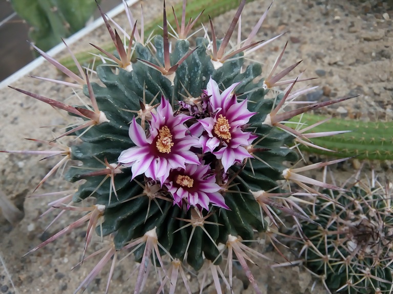 Am fost nervos – mărturie despre starea în care te aduce mânia -Cactusi la Gradina Botanica 4