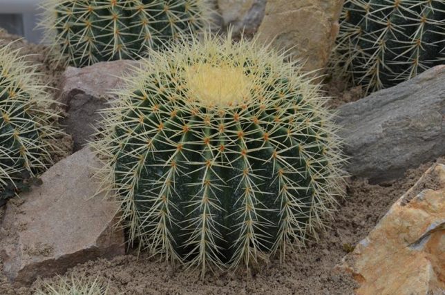 cactus - fotoliul soacrei - rautate