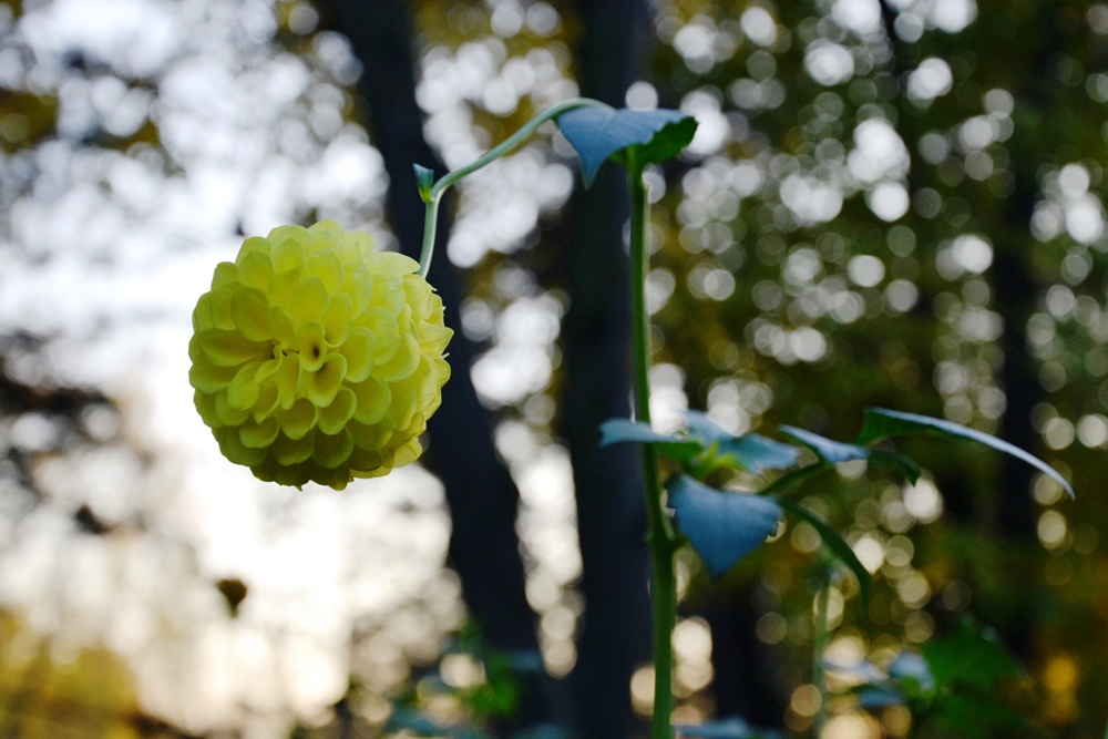Dalia sau gherghina – bucurie a toamnei în Grădina Botanică